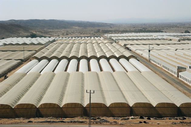 Arava greenhouses. Photo by Eyal Izhar