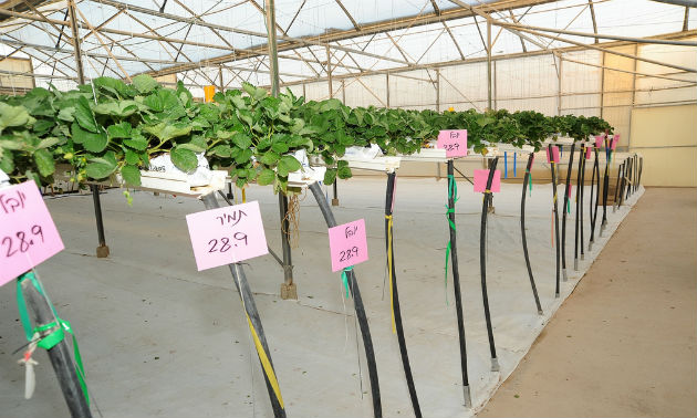 Hothouse strawberry plants at Yair Experimental Station. Photo by Eyal Izhar