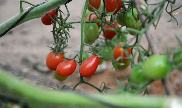 Tomatoes at Yair Experimental Station. Photo by Eyal Izhar