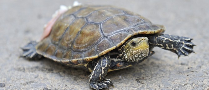 Caspian Turtle takes first steps after Israeli veterinarians fixed its shell. (Ramat Gan Safari)