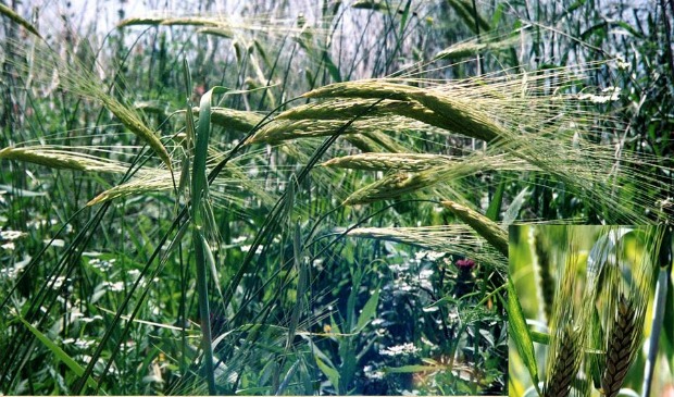 Wild emmer wheat