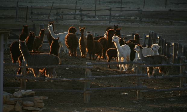 Israel’s Alpaca Farm. Photo by Doron Horowitz/Flash90