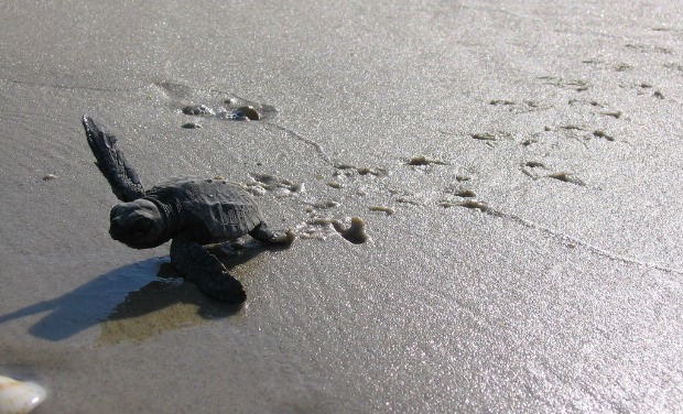 A baby turtle makes its way to the sea at Beit Yannai Beach.