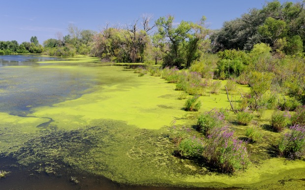 An algae bloom on a pond. Photo by www.shutterstock.com