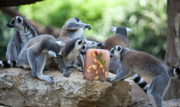 Monkeys at the Ramat Gan Safari eating a fruity treat. Photo by Uri Lenz/FLASH90