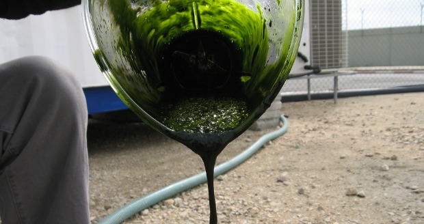 Making oil from algae.