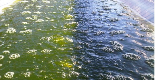 Univerve’s algae for biofuel.
