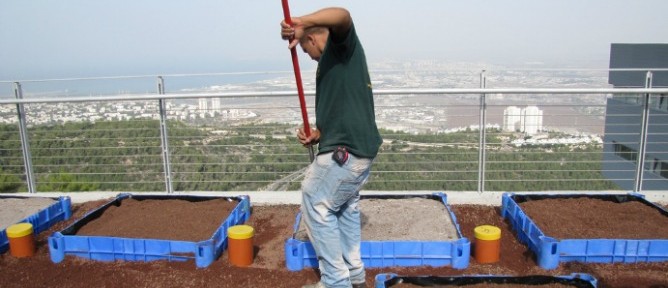 Garden with a view: Some 48 experimental modules are planted on the University of Haifa’s Green Roofs Ecology Center.