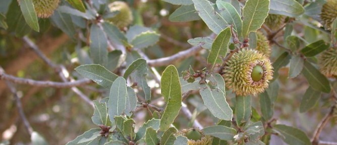The Palestine oak is a source of powerful antibacterial substances. Photo courtesy of Wikimedia Commons.