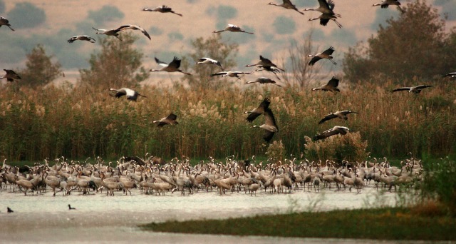 Israel’s Hula Valley, a prime bird-watching spot.