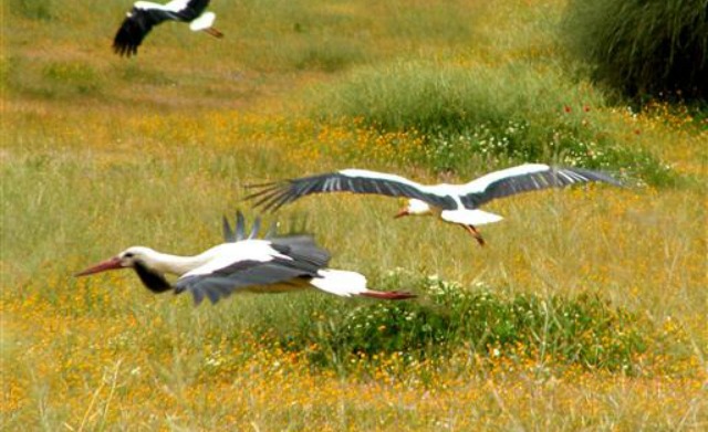 Migrant storks in Israel.
