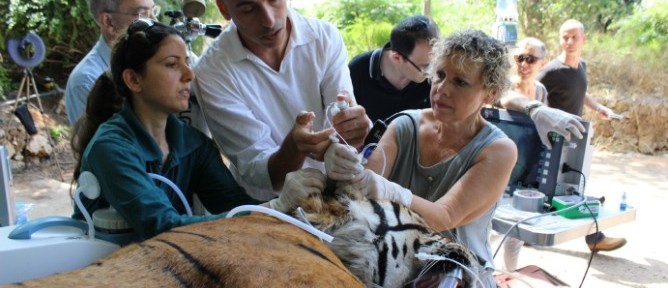 Tiger being treated