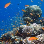 Eilat’s coral reefs are among the most heavily used in the world. Photo by Shai Oron/Interuniversity Institute for Marine Sciences