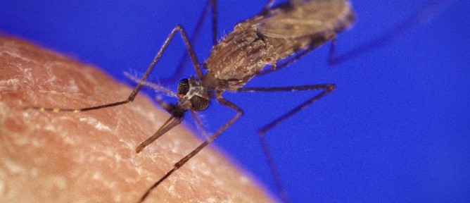 The anopheles mosquito carries malaria-causing parasites. Photo courtesy of the US Centers for Disease Control and Prevention)