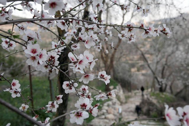 This week’s photo of a blossoming almond tree was taken by Flash90.