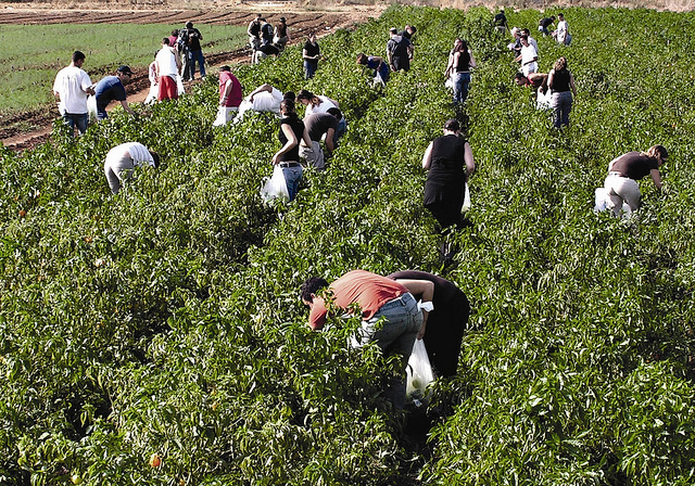 One stop was Leket Israel’s gleaning project.