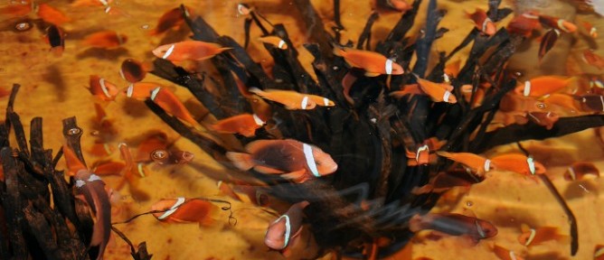 “Nemo” fish being raised at an Arava R&D experimental station.