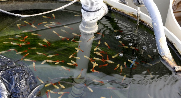 Guppies being readied for the European market.