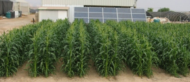 These crops are being grown with solar-energy desalinated water.