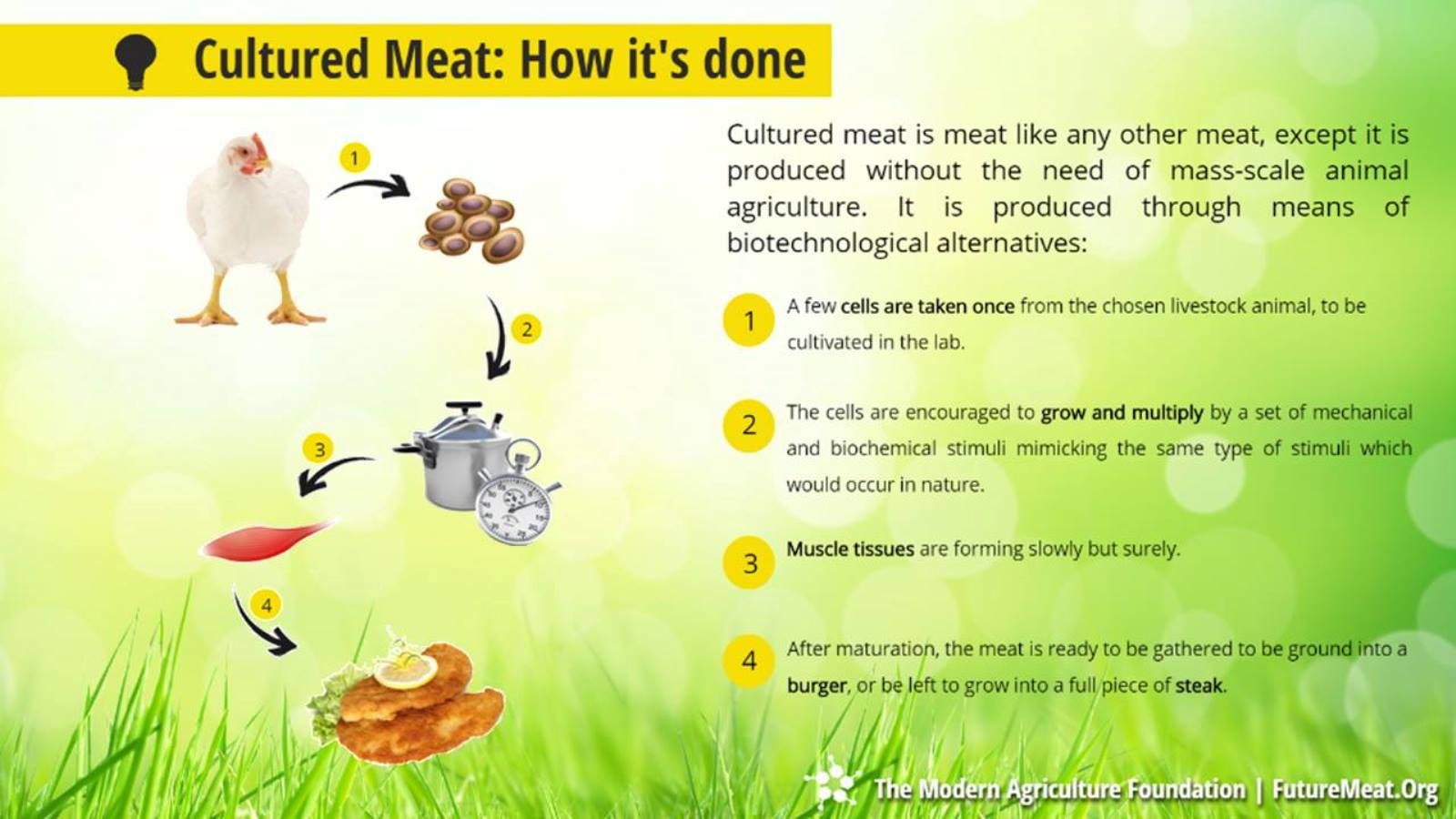 How cultured chicken would be produced. Image courtesy of Modern Agriculture Foundation