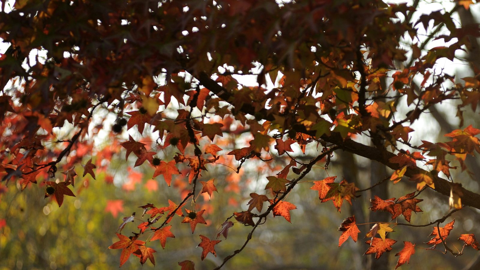 autumn 8