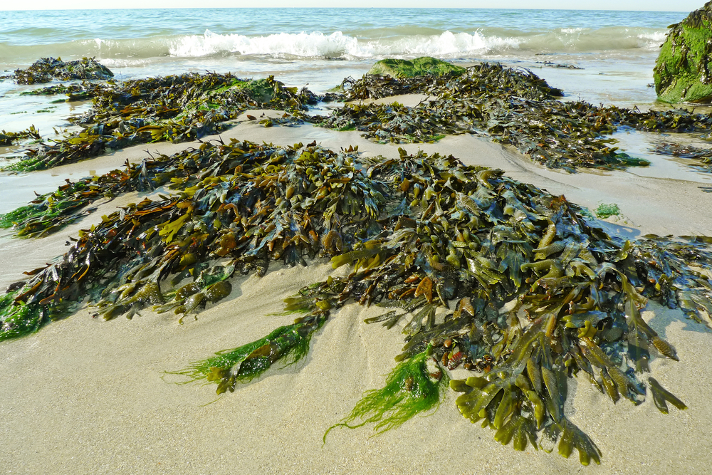 edible freshwater seaweed